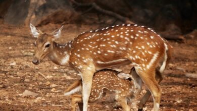 nova axis opportunity beam